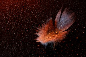 white feather with black background